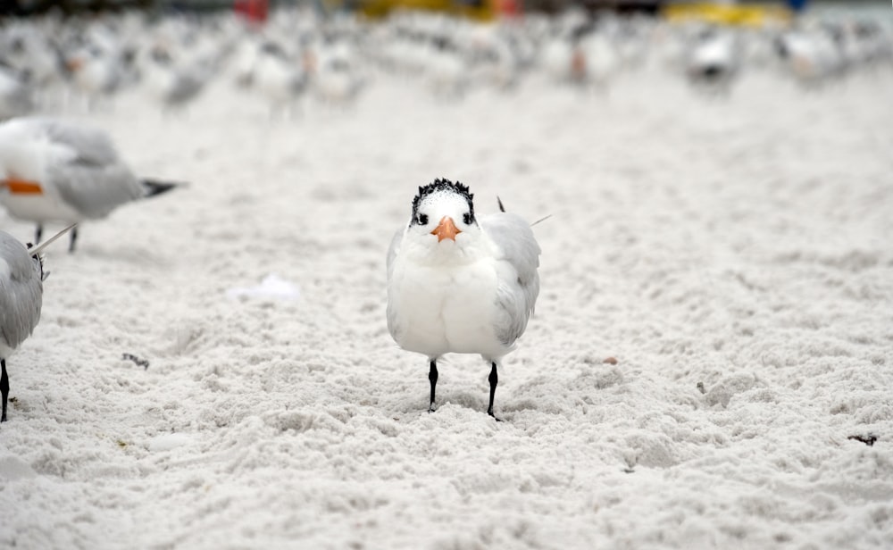 pássaro branco na neve branca durante o dia