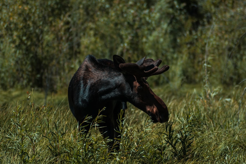 Schwarzes Pferd auf grünem Gras tagsüber