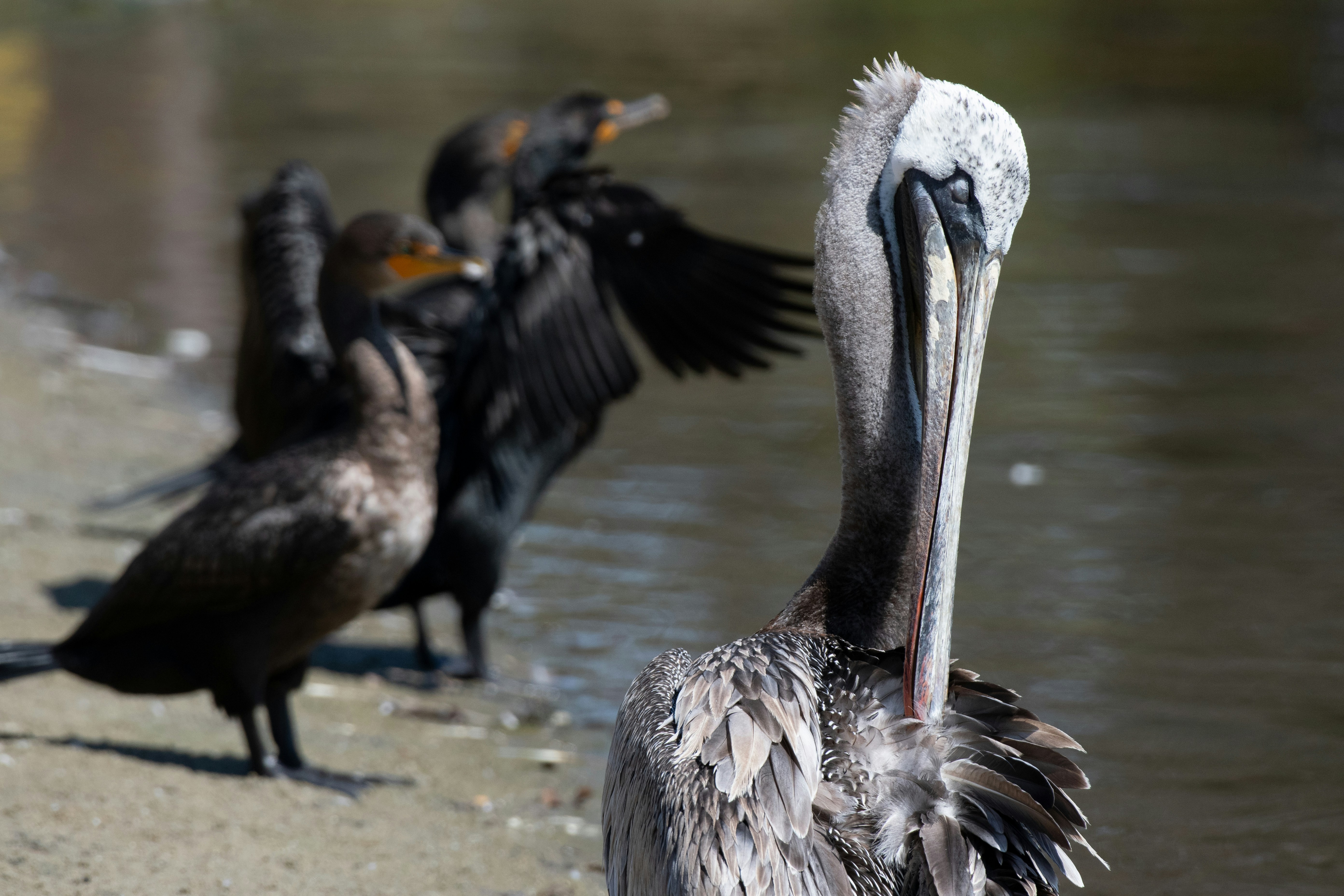 Photo by msfeather12