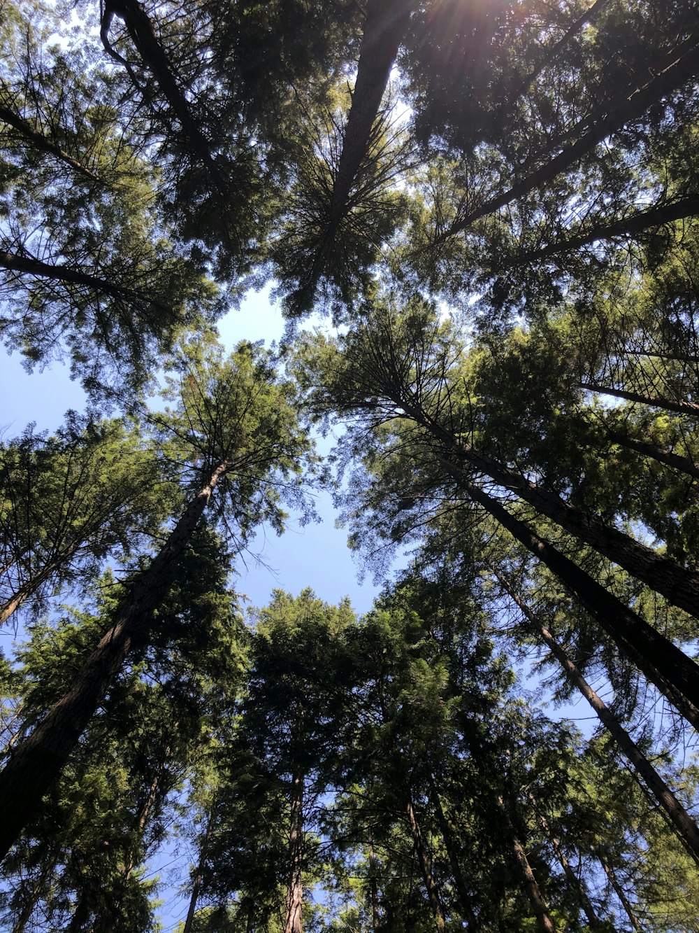 low angle photography of green trees under blue sky during daytime