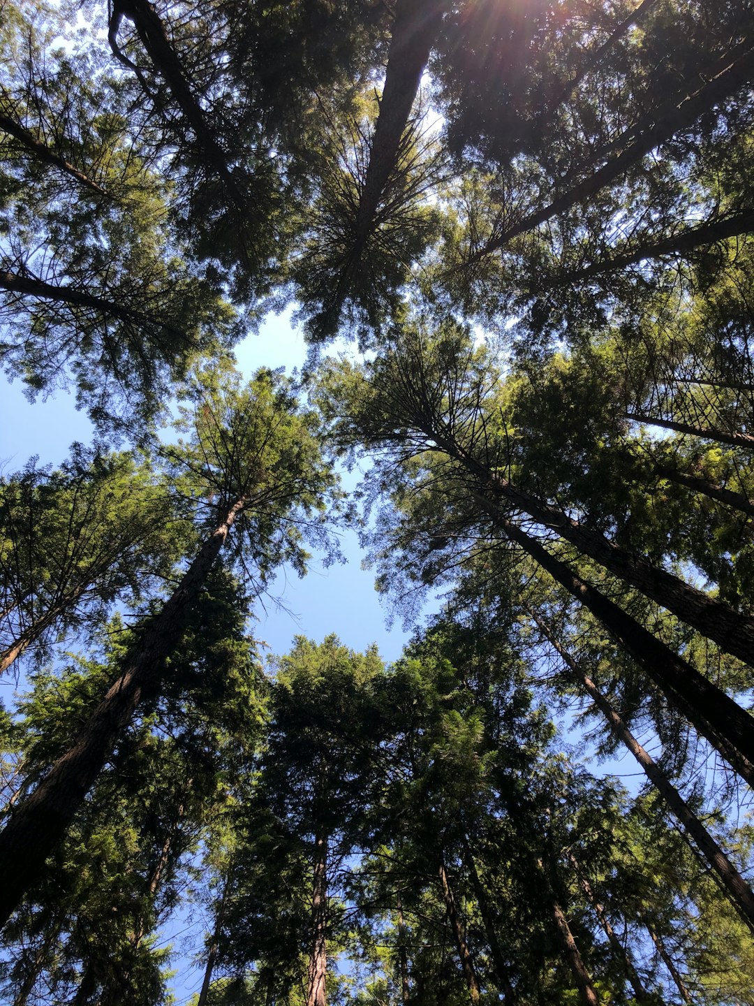 Forest photo spot Pacific Spirit Regional Park Westwood Lake Trail