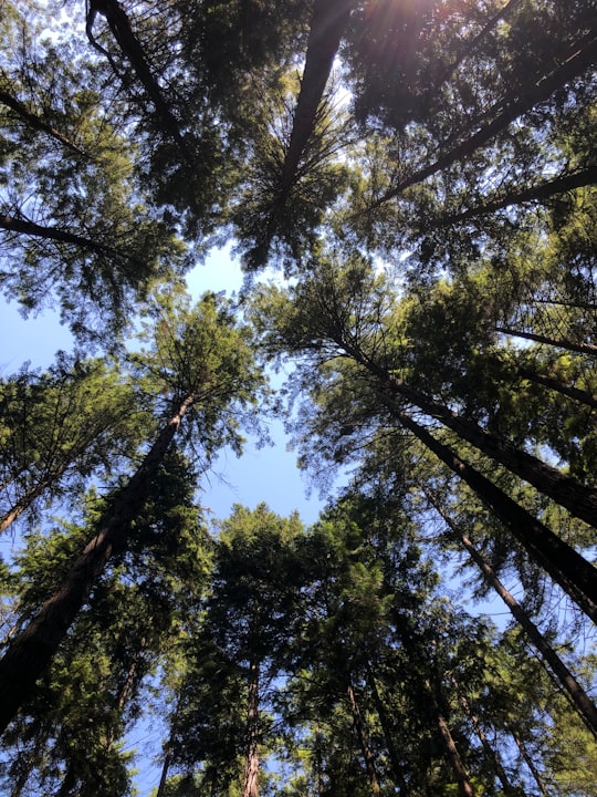 low angle photography of green trees under blue sky during daytime in Pacific Spirit Regional Park Canada