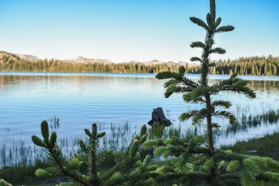 green grass near lake during daytime idaho teams background