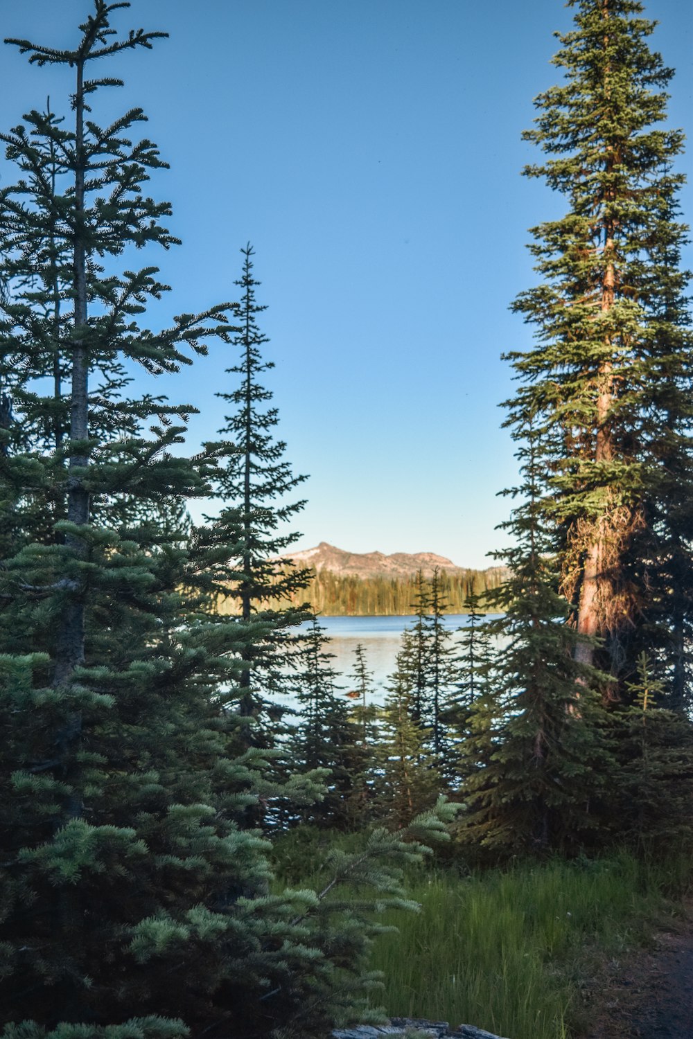 green trees near lake under blue sky during daytime