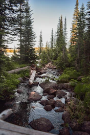 A peaceful stream winding through dense forest, perfect for gold prospecting.