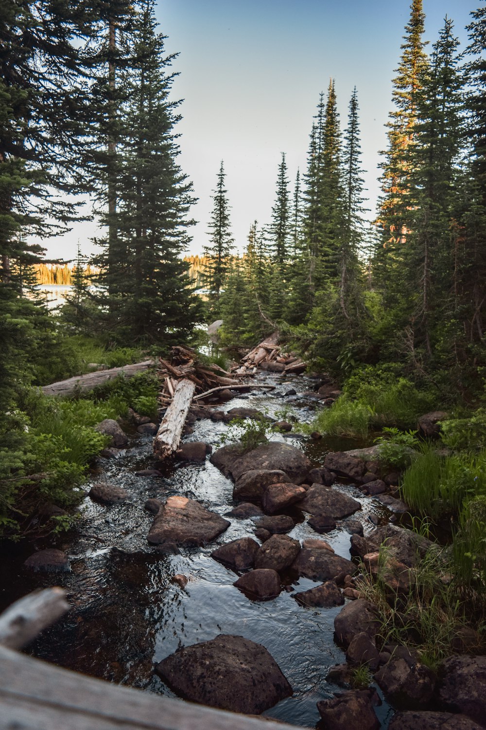 green trees and rocks on river during daytime