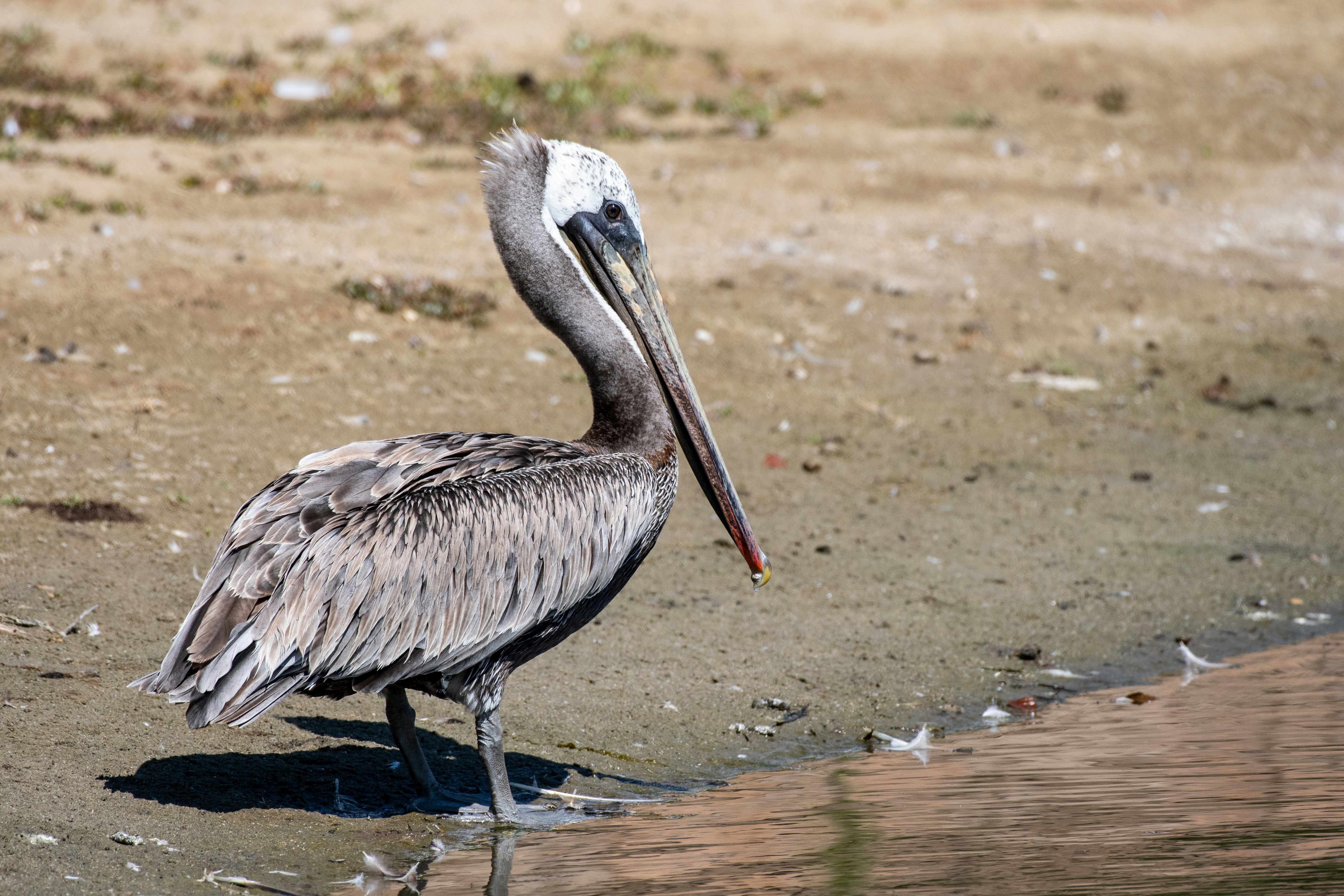 Photo by msfeather12