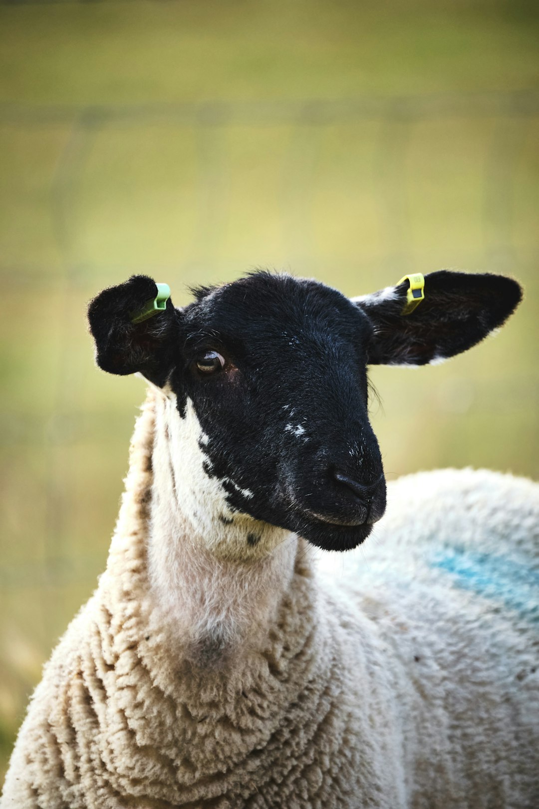 white and black sheep in tilt shift lens