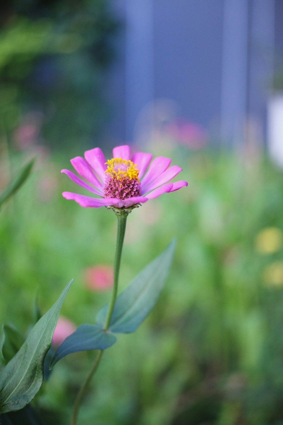 pink and yellow flower in tilt shift lens
