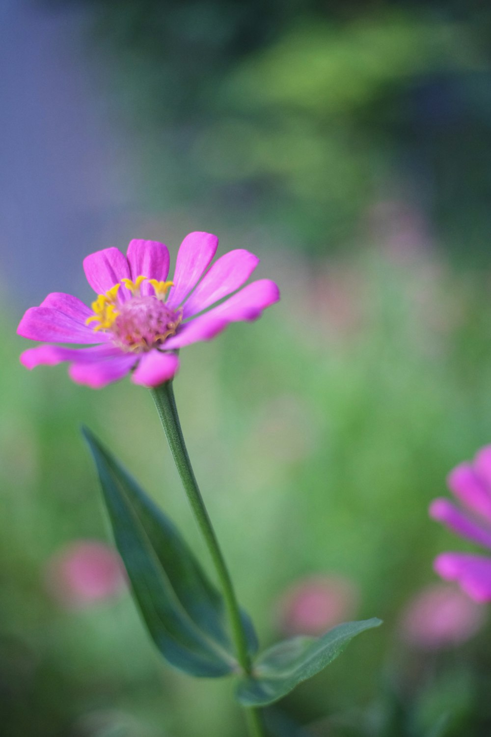 purple flower in tilt shift lens