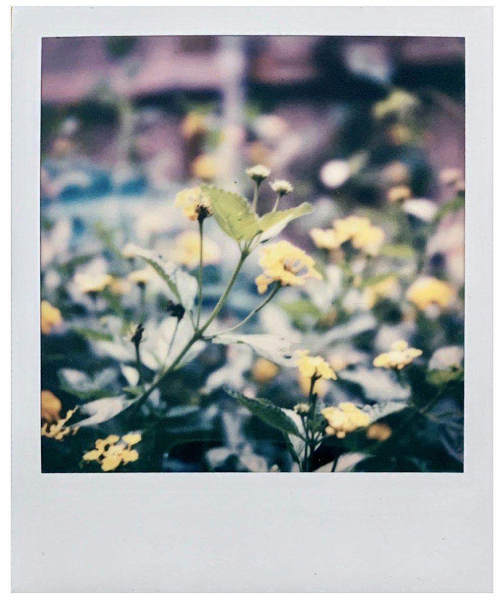 yellow flowers in tilt shift lens