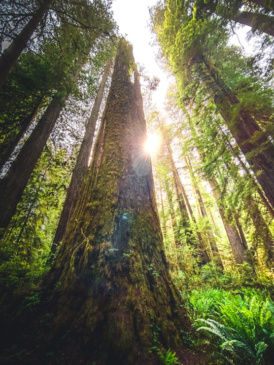 green moss on brown tree trunk in Redwood Park United States