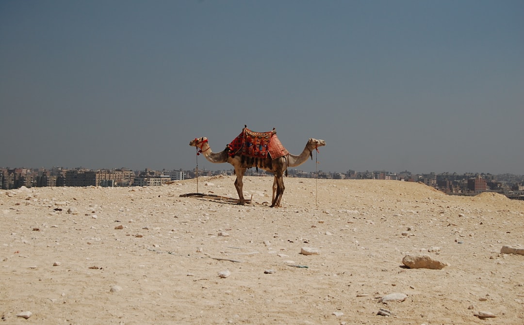 travelers stories about Desert in Giza Plateau, Egypt