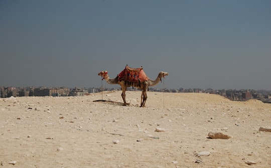 brown camel on brown sand during daytime in Giza Plateau Egypt