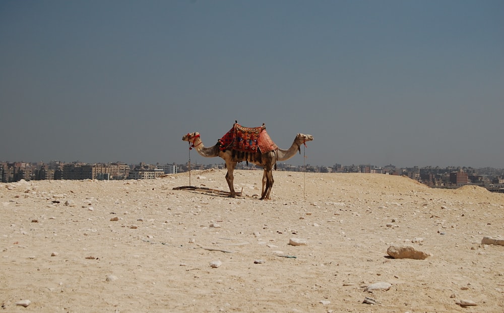 brown camel on brown sand during daytime