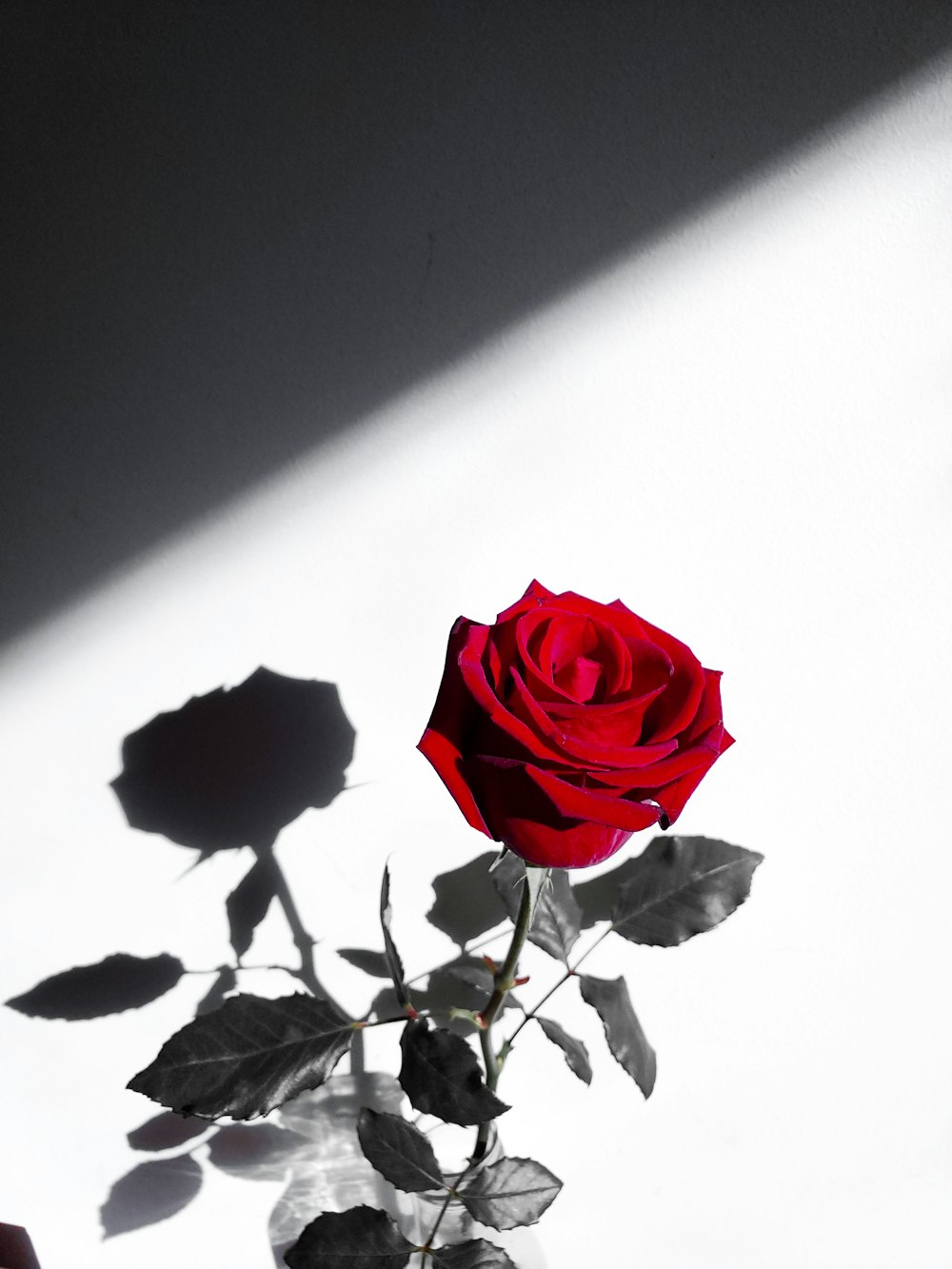 rose rouge sur fond blanc