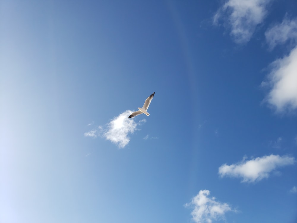 昼間の青空の下を飛ぶ白い鳥
