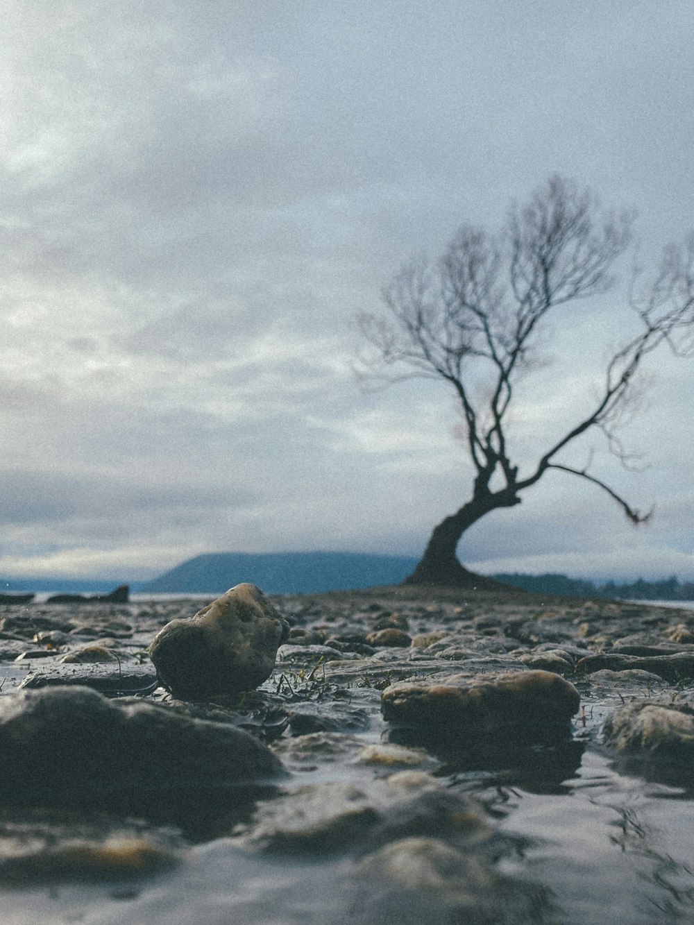 bare tree on rocky shore during daytime