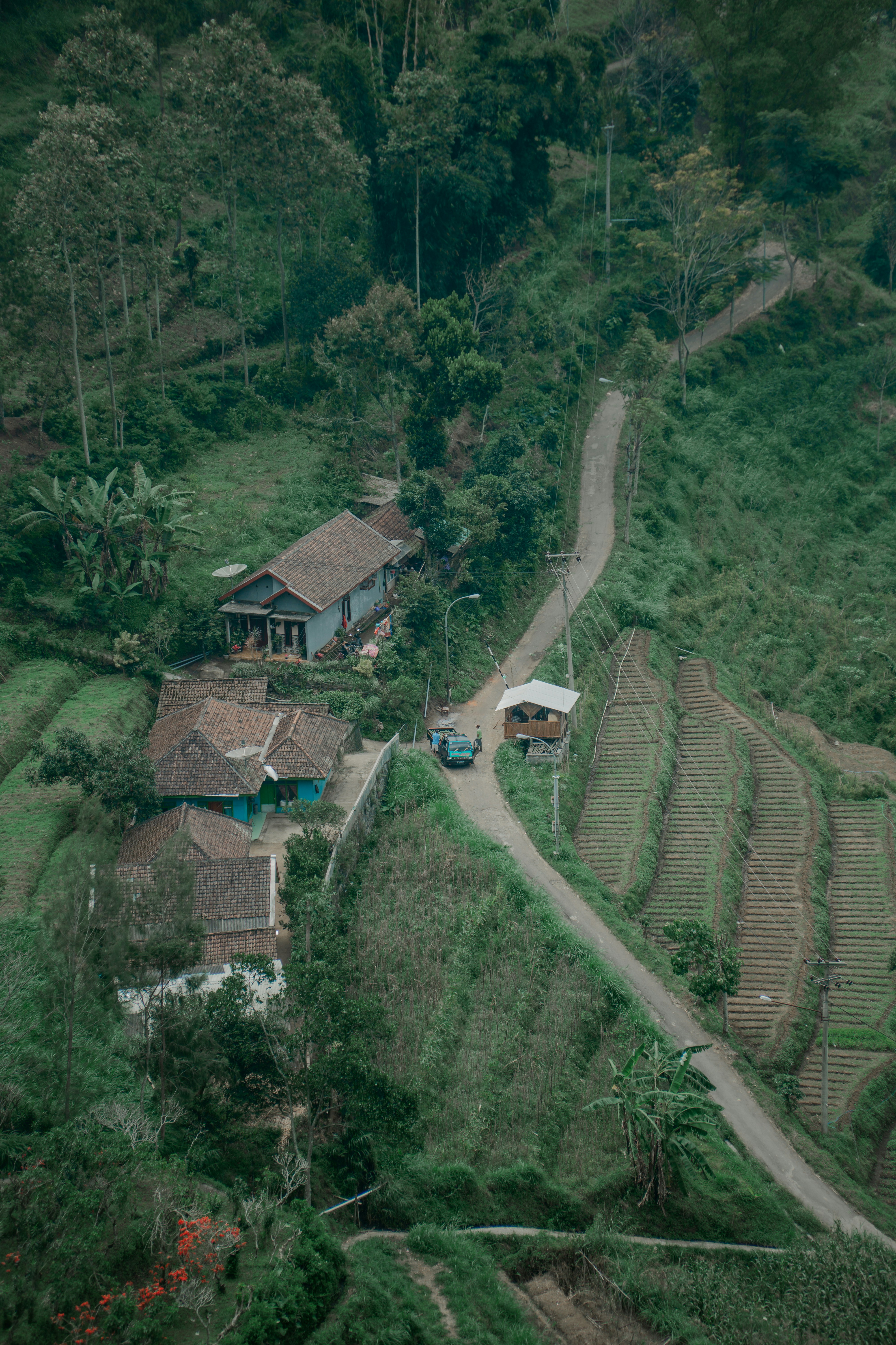 Pemandangan udara pohon hijau dan rumah di siang hari