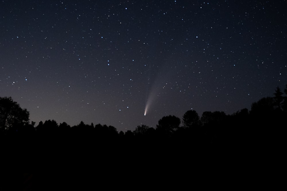 silhouette of trees under starry night