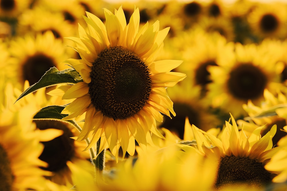 Girasol amarillo en fotografía de primer plano