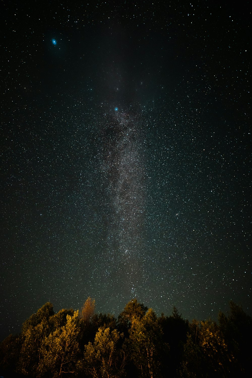 green trees under starry night