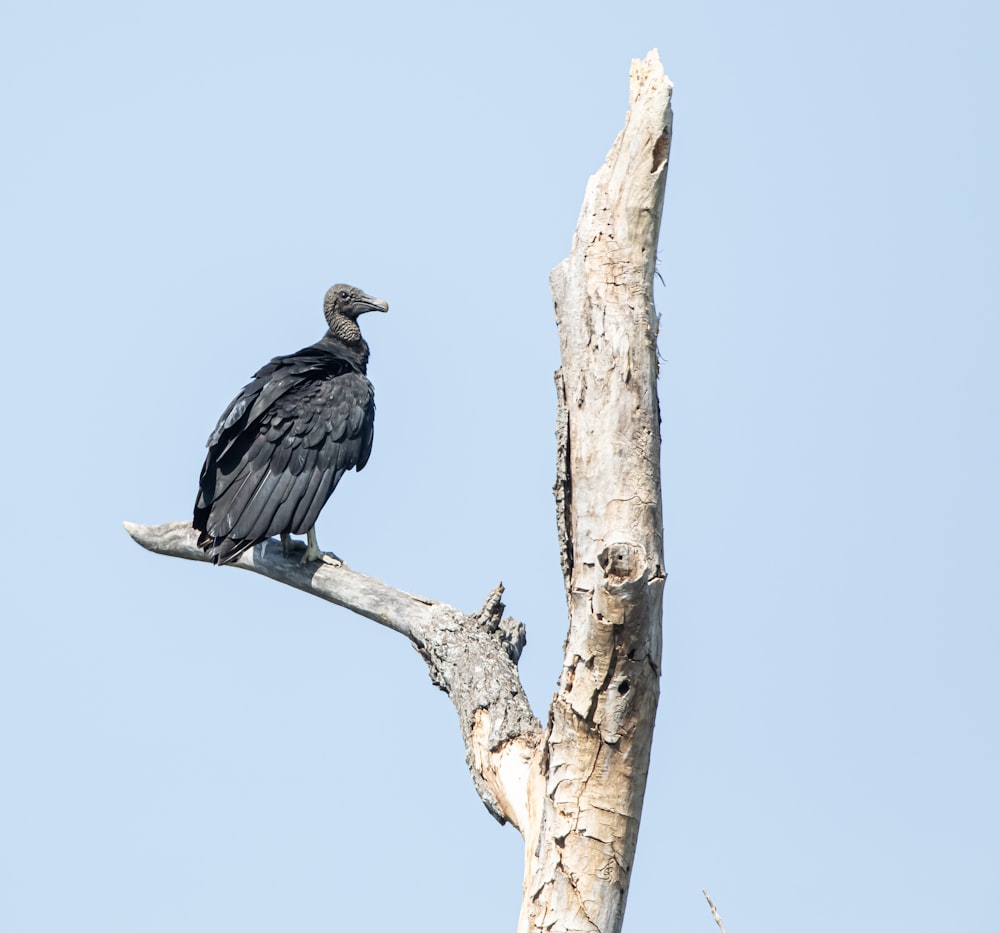 black bird on brown tree branch during daytime