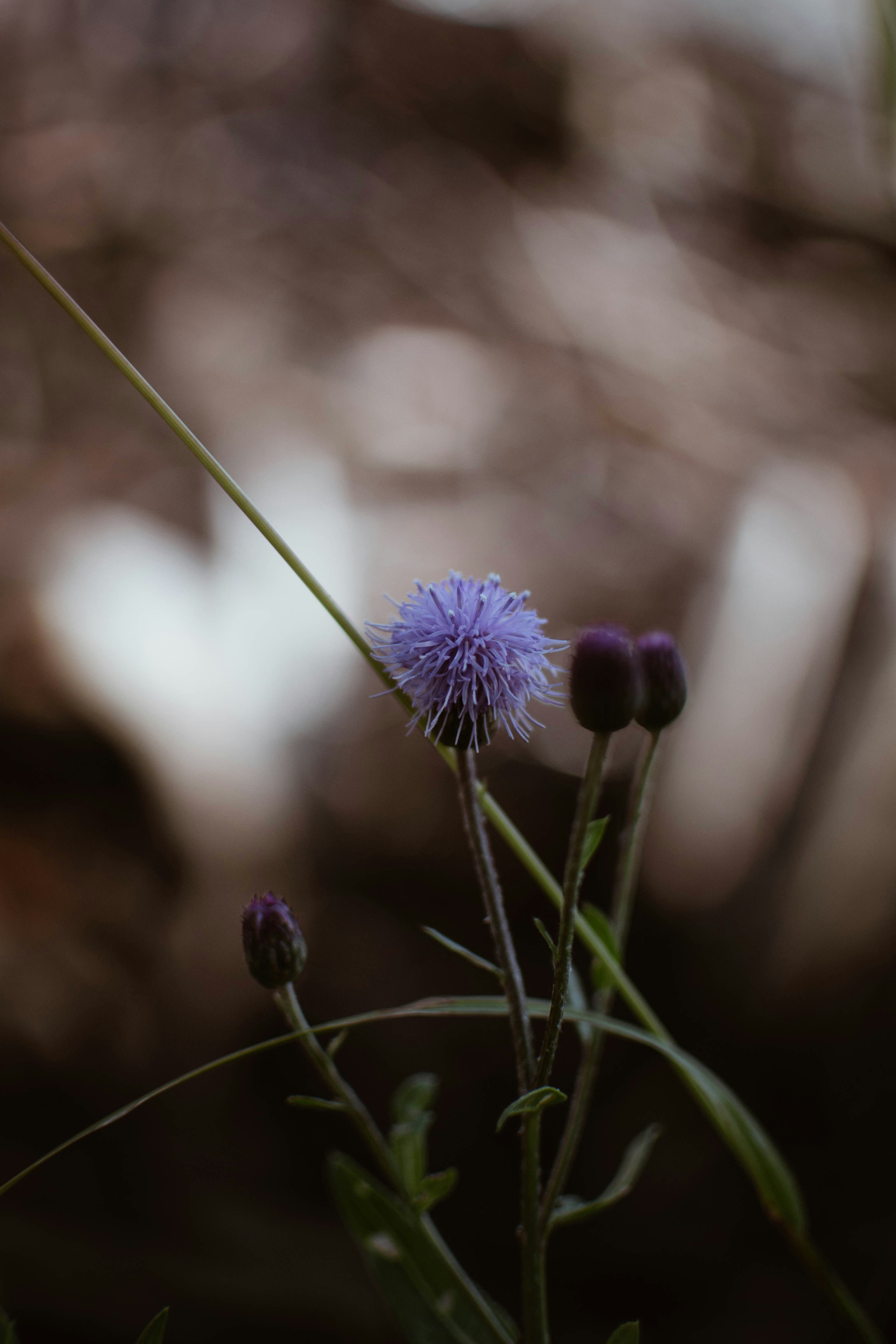 Photo by liastepanova