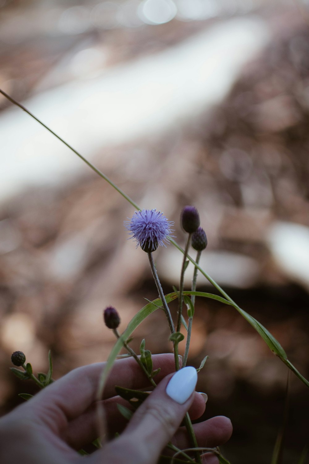 purple flower in tilt shift lens