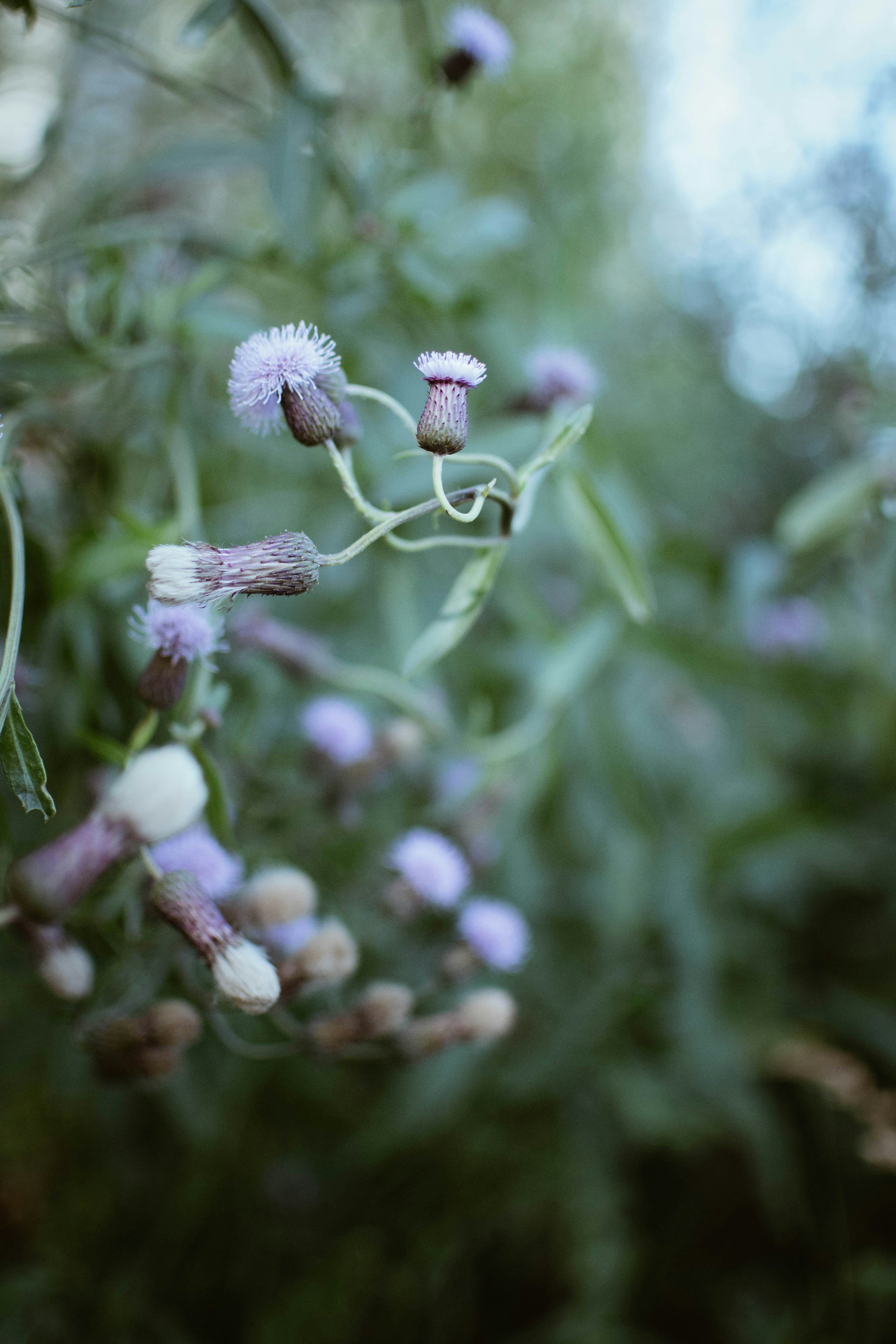 white flower buds in tilt shift lens