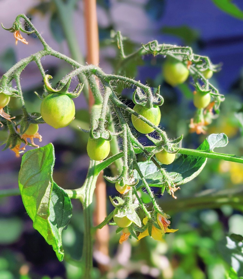 green round fruit on tree during daytime