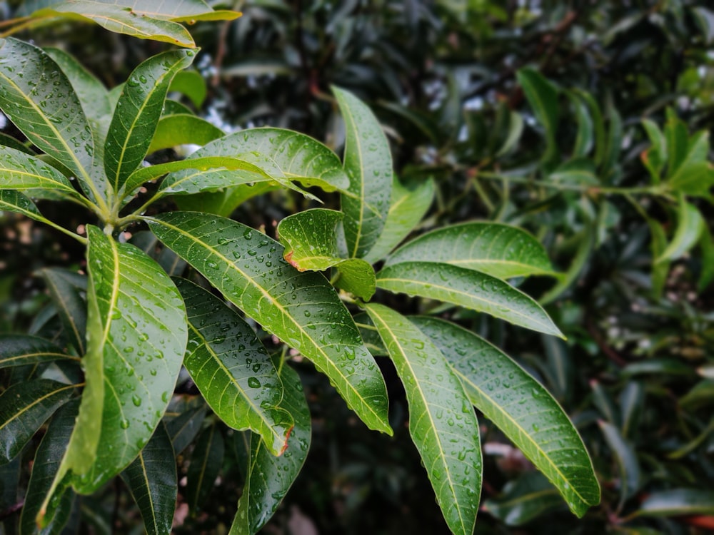 green leaves in close up photography