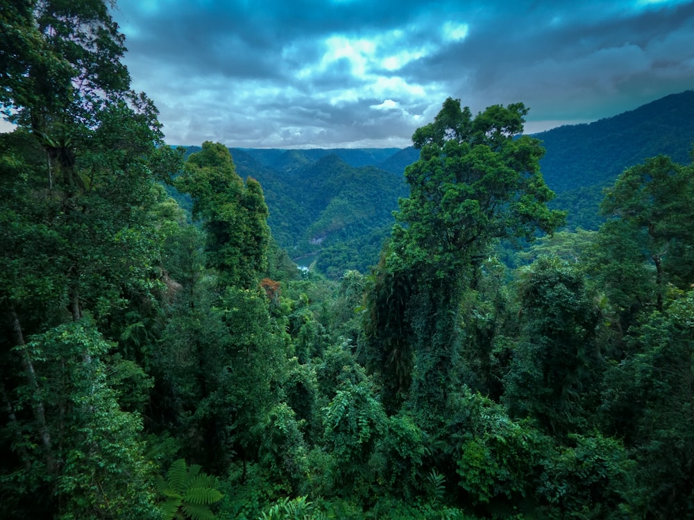 green trees on mountain under white clouds during daytime