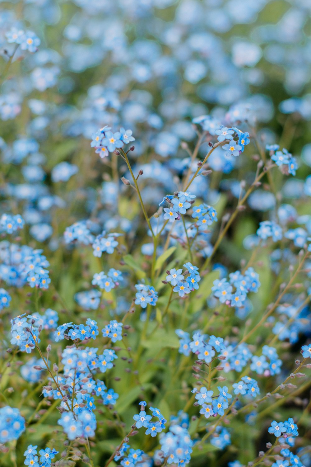 flores azules y blancas durante el día