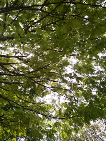 A serene view of a sycamore tree canopy filtering sunlight in a lush forest.
