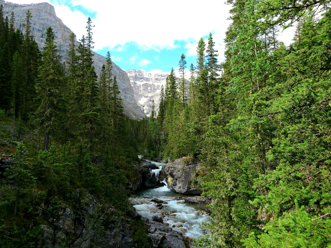 Tropical and subtropical coniferous forests photo spot Lillian Lake Banff,
