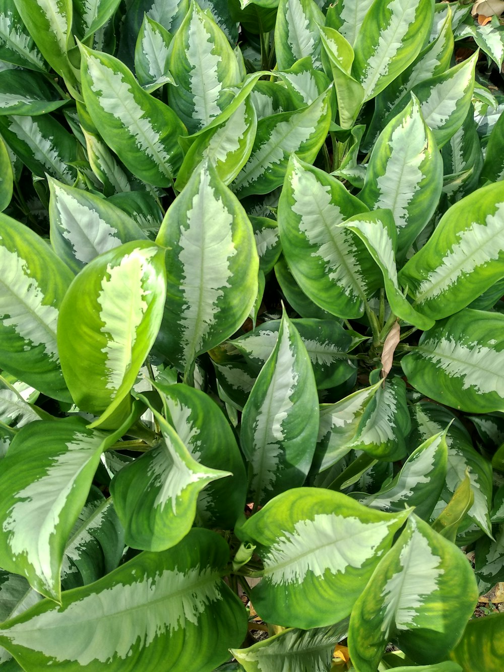 green leaves with white flowers