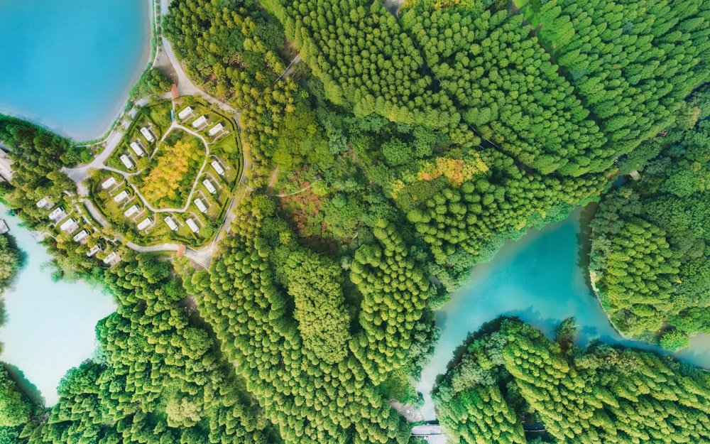 aerial view of green trees near body of water during daytime