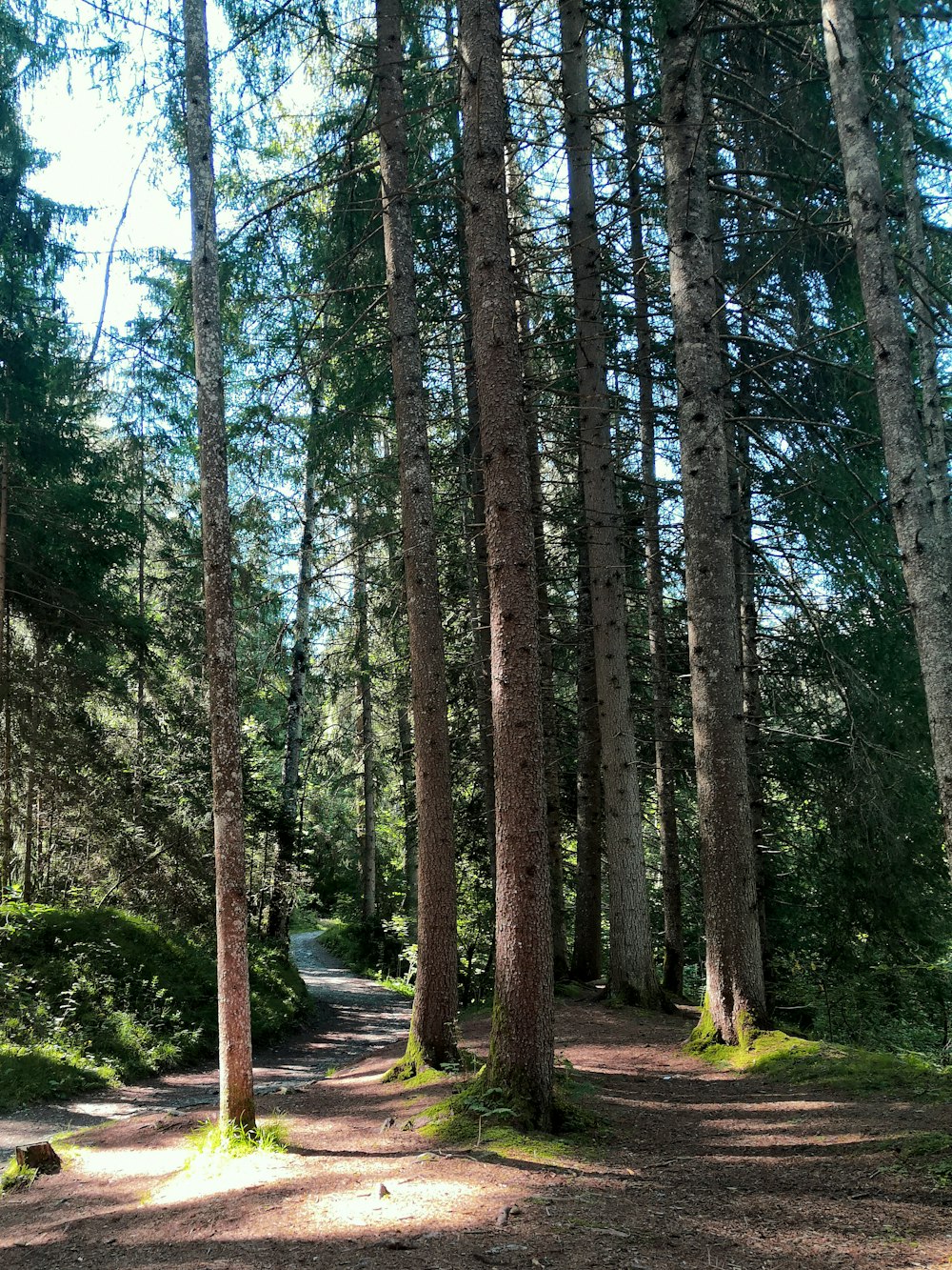 arbres verts sur un champ d’herbe verte pendant la journée