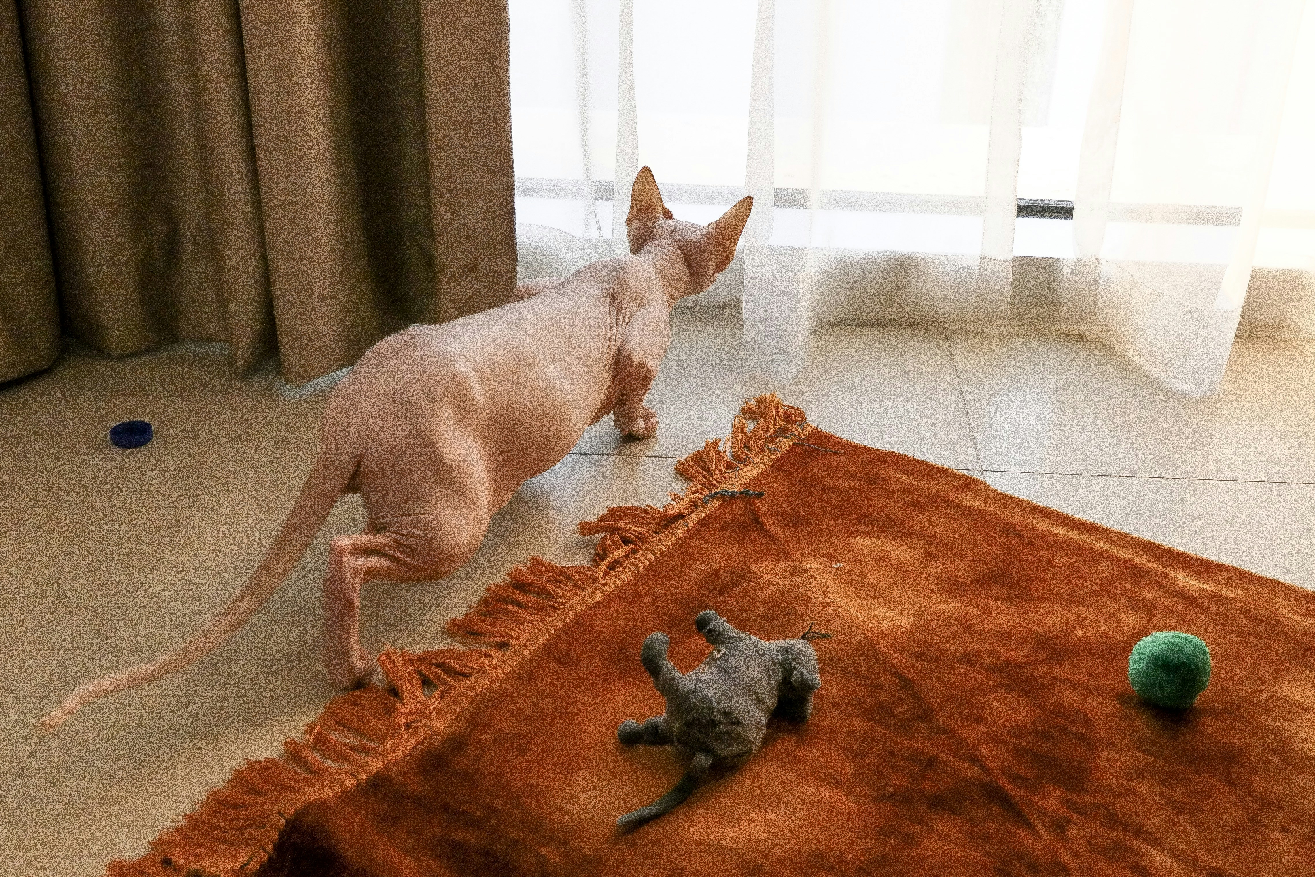 Dog-Like Devotion in a Cat’s Body (image credits: unsplash)