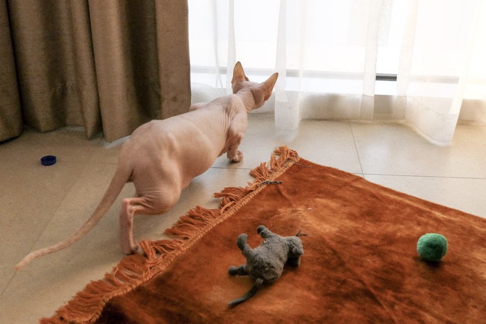 brown short coated dog lying on orange textile