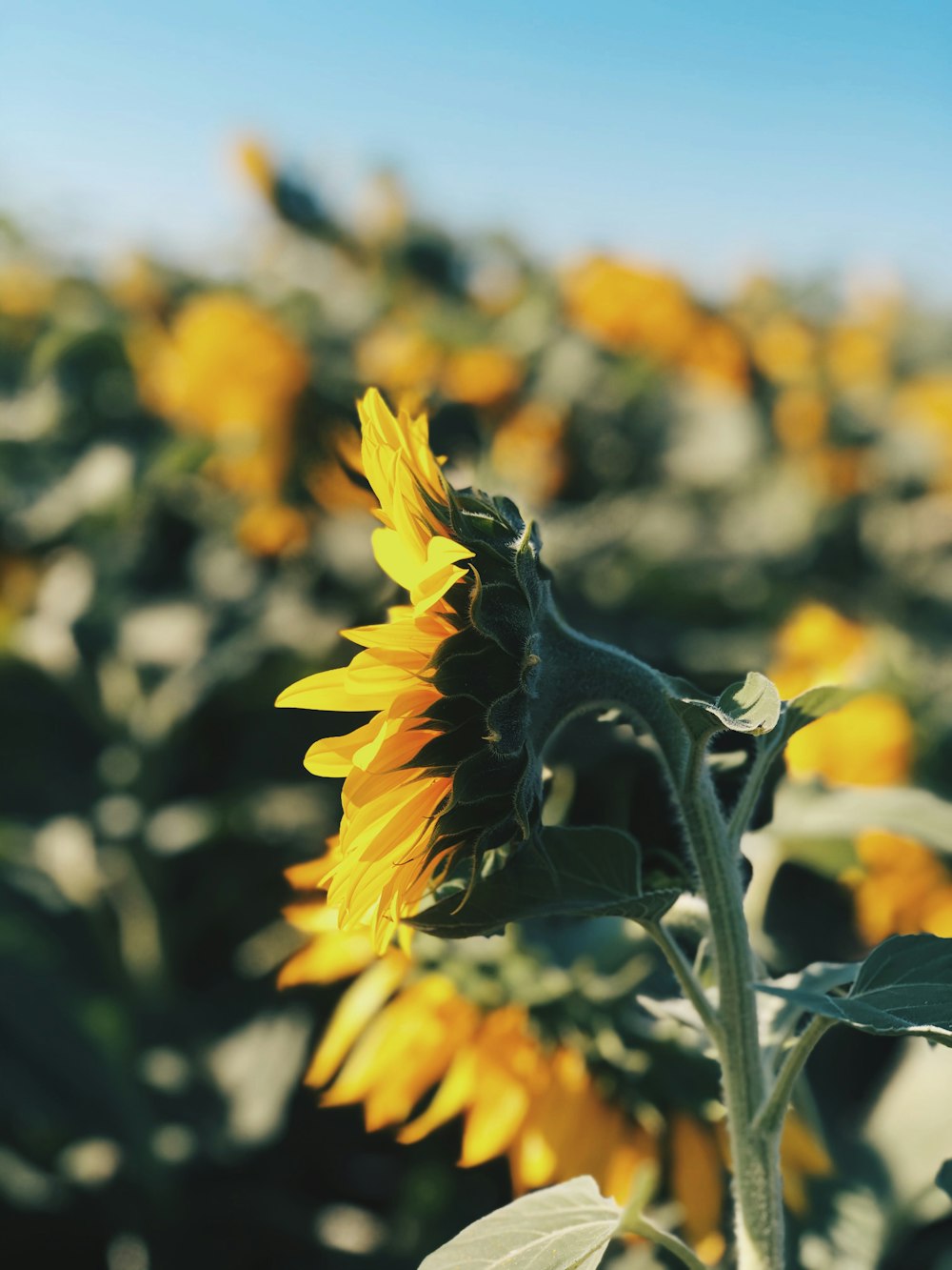 yellow flower in tilt shift lens