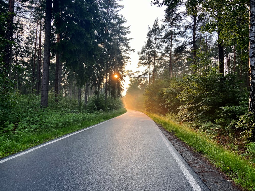 gray concrete road between green trees during daytime