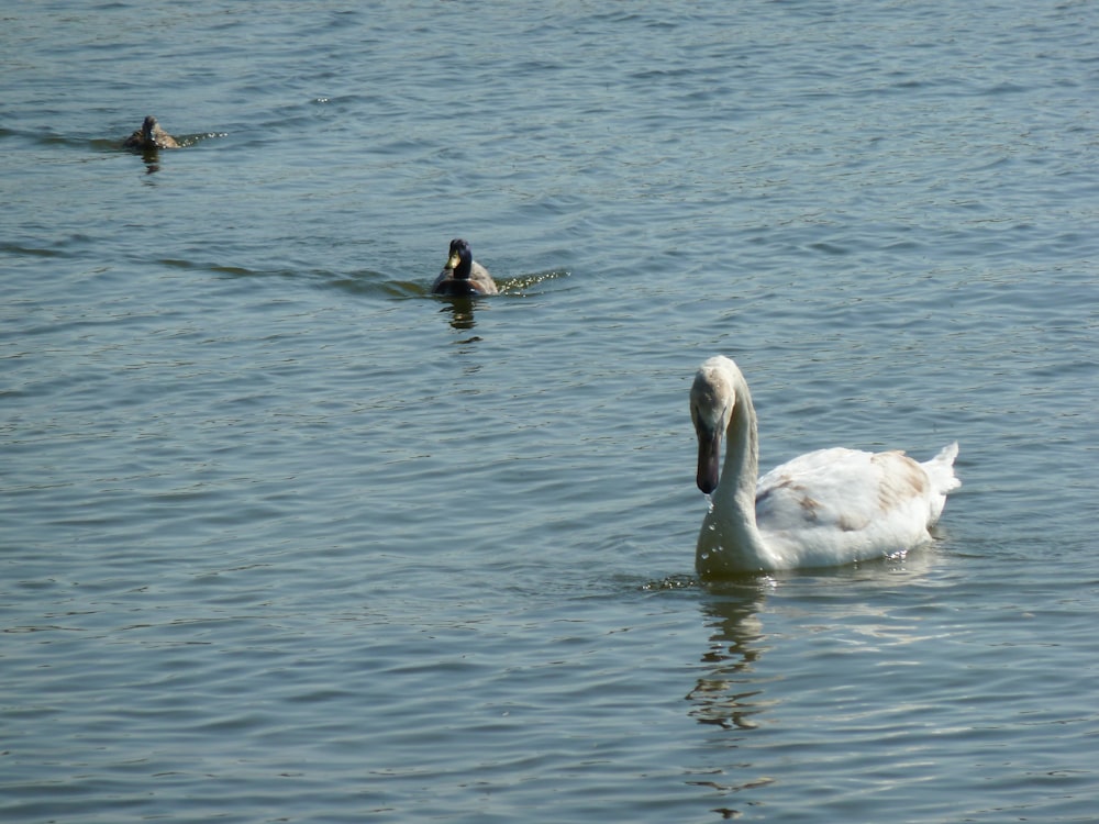 white swan on body of water during daytime