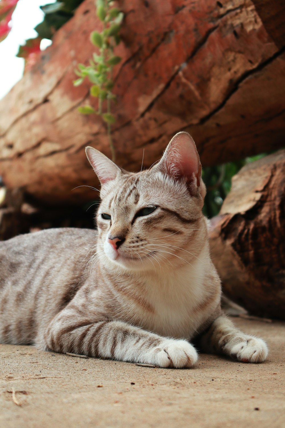 chat tigré brun sur roche brune