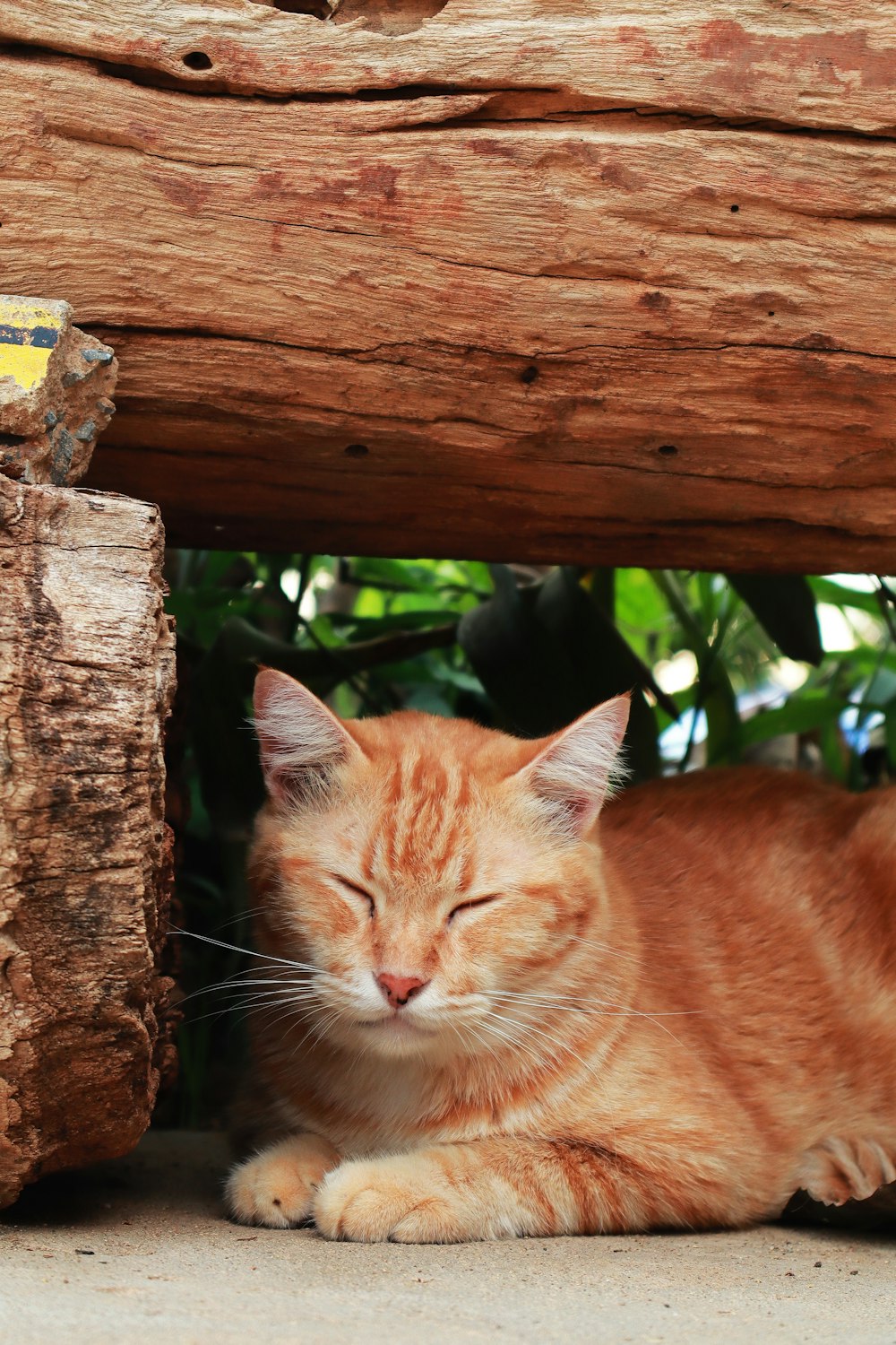 orange tabby cat on brown wooden fence