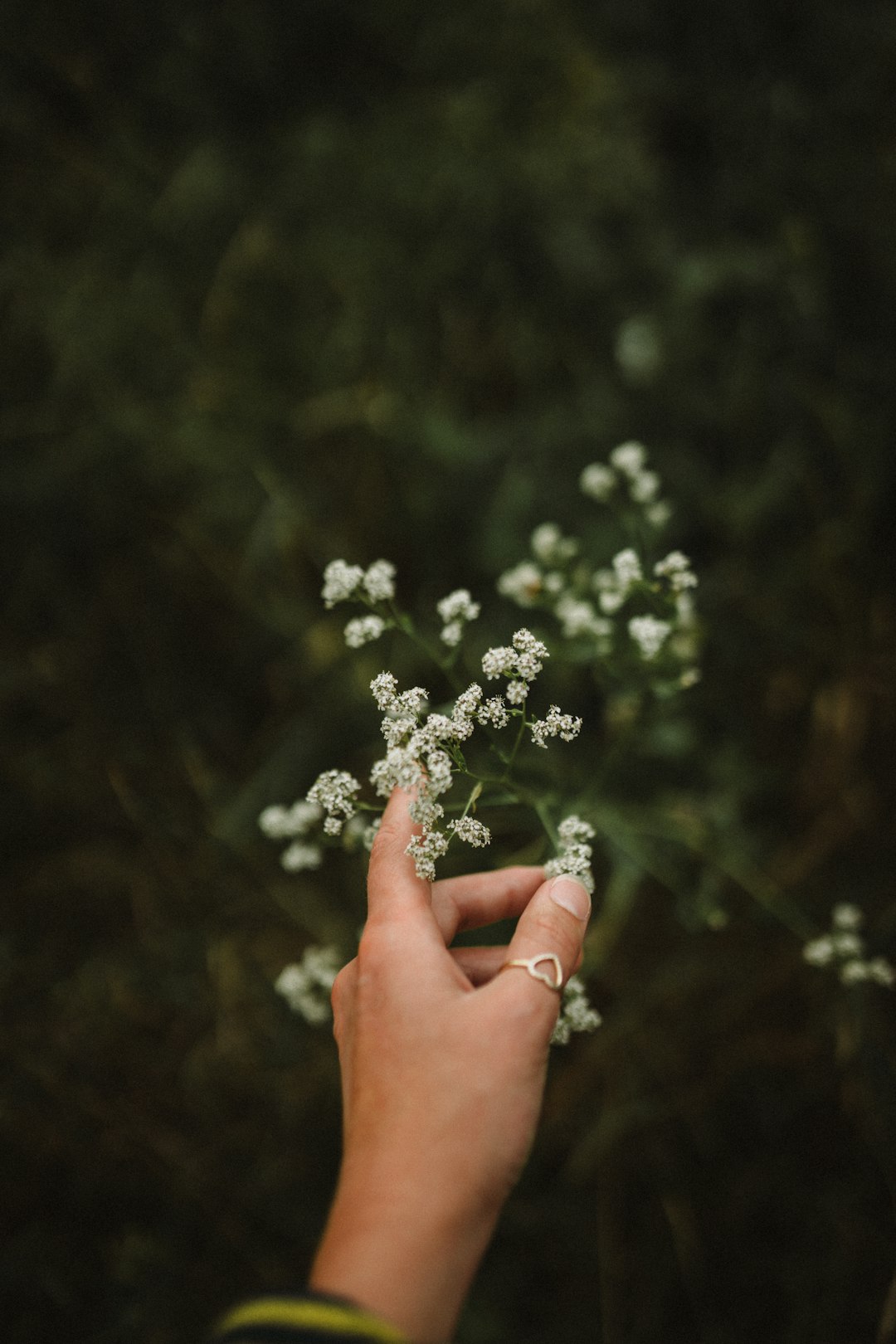 person holding white flower during daytime