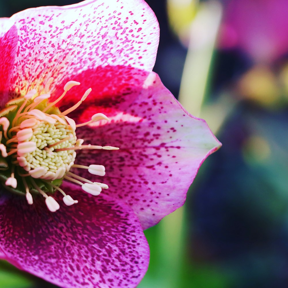 pink flower in tilt shift lens