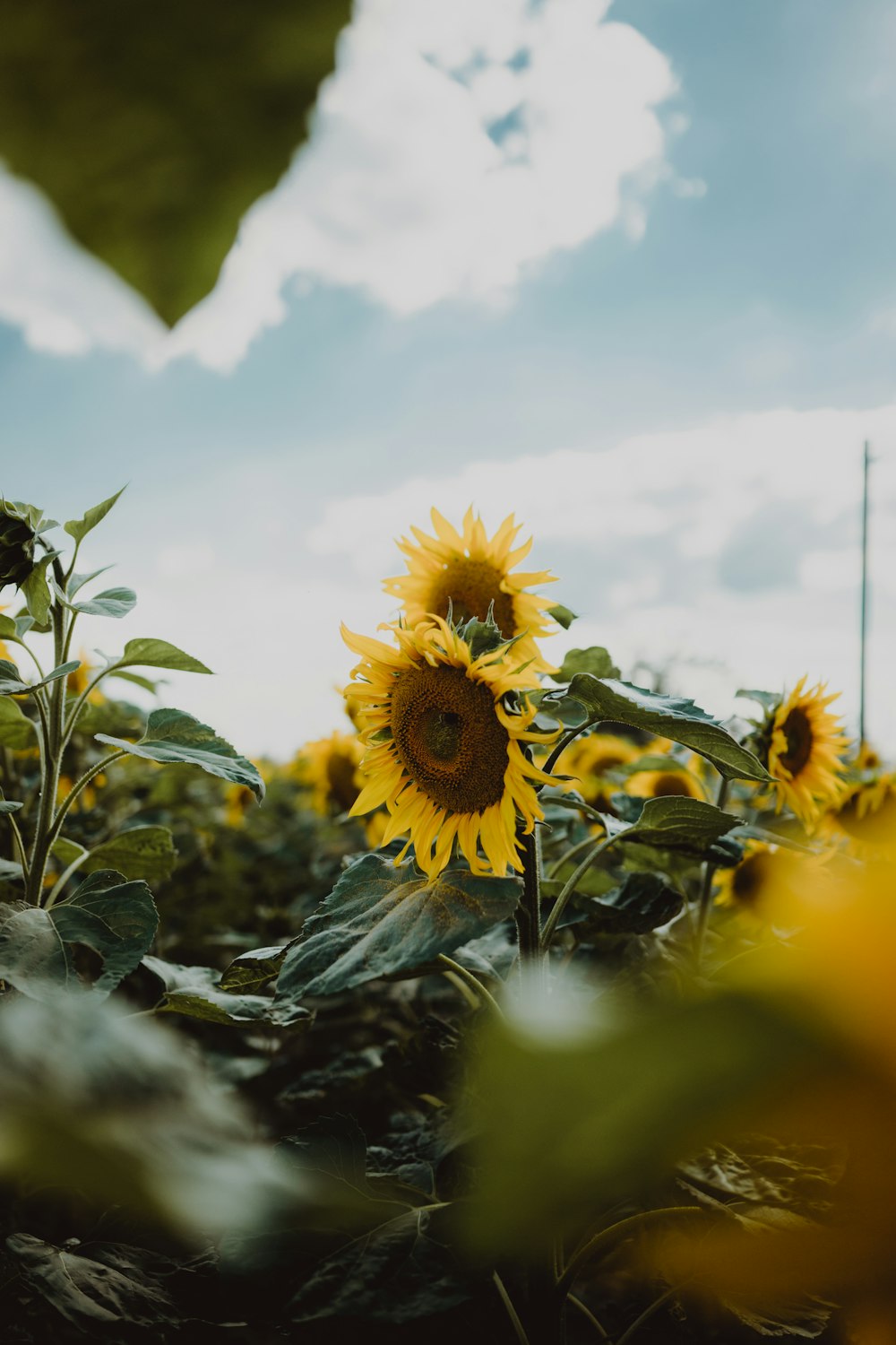 sunflower in tilt shift lens