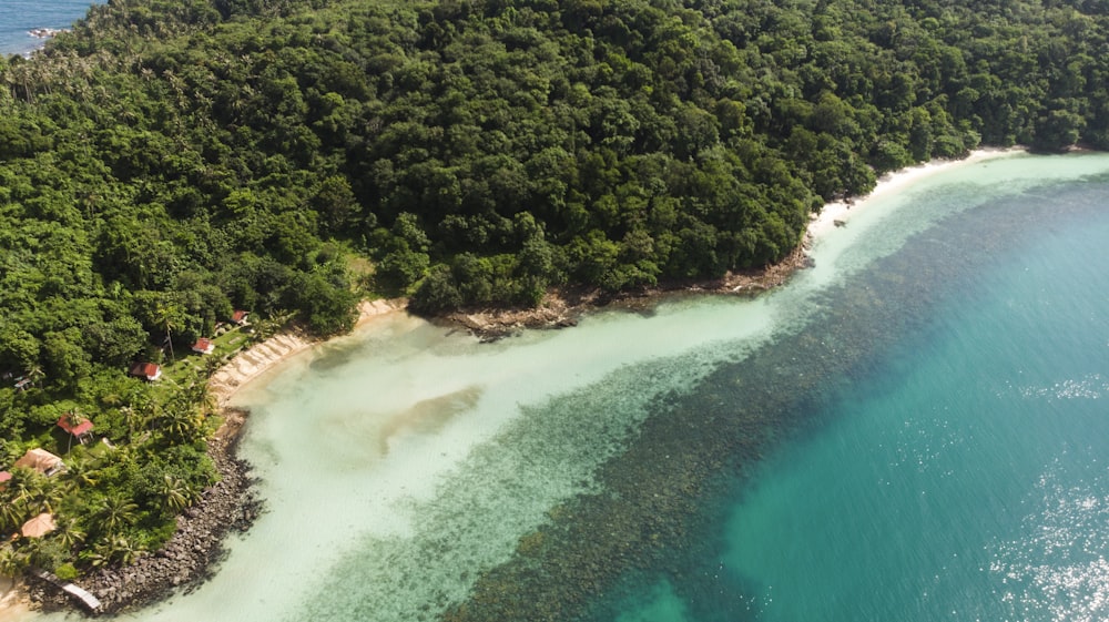 aerial view of green trees beside body of water during daytime